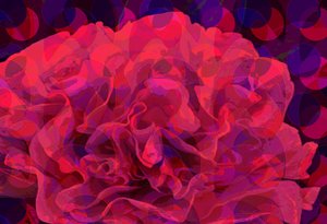 قرنفل (رقمي)